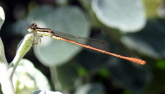 Agriocnemis falcifera