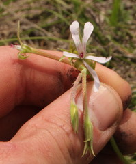 Pelargonium alchemilloides