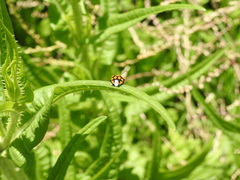 Stiretrus decastigmus