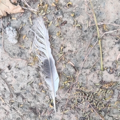 Streptopelia decaocto