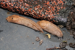 Tandonia kusceri