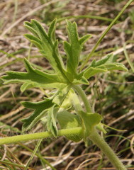 Pelargonium alchemilloides
