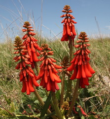 Erythrina zeyheri