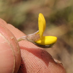 Fabaceae