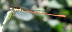 Agriocnemis falcifera