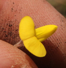Fabaceae