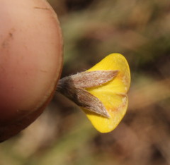 Fabaceae