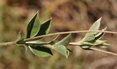 Fabaceae