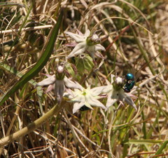 Asclepias gibba