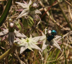 Asclepias gibba