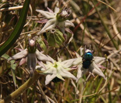 Asclepias gibba