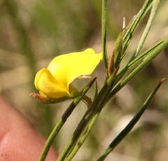 Fabaceae