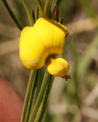 Fabaceae
