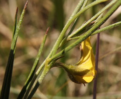Fabaceae