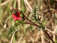 Hermannia erodioides