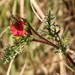 Hermannia erodioides - Photo (c) Alex Rebelo, algunos derechos reservados (CC BY-NC), uploaded by Alex Rebelo