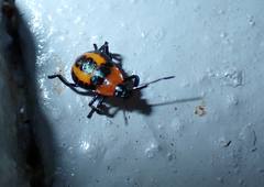 Eocanthecona furcellata