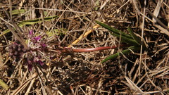 Ledebouria