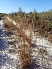Andropogon tracyi