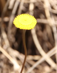 Cotula