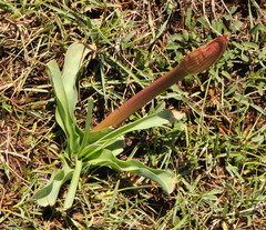 Crinum bulbispermum