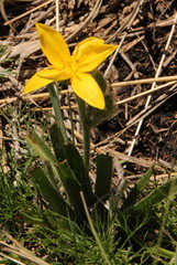 Hypoxis