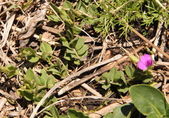 Polygala