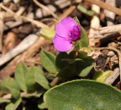 Polygala