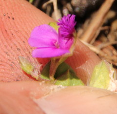Polygala