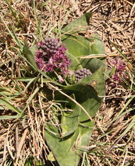 Ledebouria