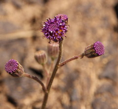 Senecio erubescens