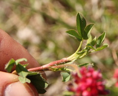 Faboideae