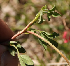 Faboideae