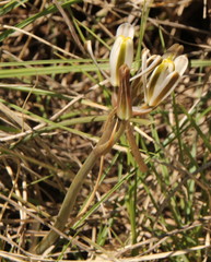 Albuca