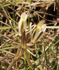 Albuca