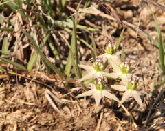 Asclepias gibba