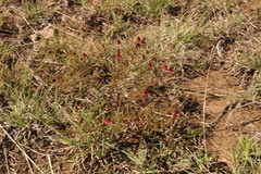 Hermannia