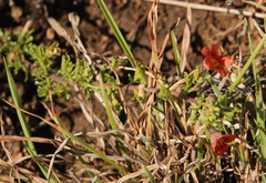 Jamesbrittenia aurantiaca