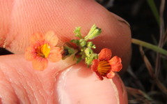 Jamesbrittenia aurantiaca