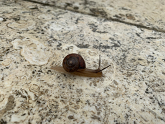 Acusta despecta despecta