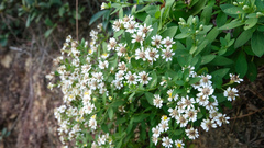 Aster taiwanensis
