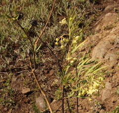 Gomphocarpus