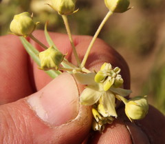 Gomphocarpus