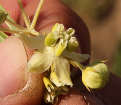 Gomphocarpus