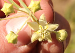 Gomphocarpus