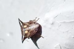 Alcimocoris coronatus