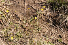 Ranunculus multifidus