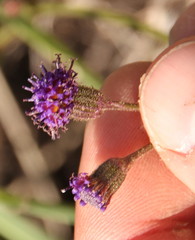 Senecio erubescens