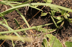 Senecio erubescens