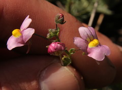 Nemesia fruticans